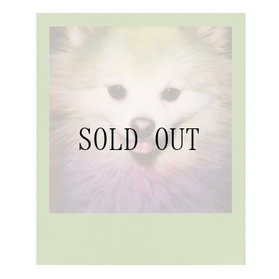 画像6: Polaroid Originals / Color 600 Film Color Frames ※NEW