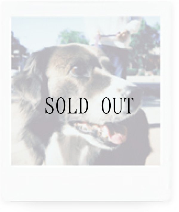 画像12: 《IDOL FILE｜BOYS FILE》チェキスクエア instax SQUARE SQ6 | ブラッシュゴールド